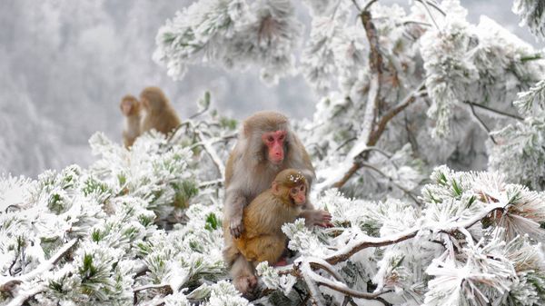 Rhesus macaques in the Wulingyuan wilderness near Zhangjiajie, China