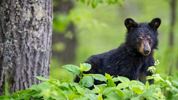 Cucciolo di orso nero americano in primavera, Parco Nazionale di Shenandoah, Virginia, USA