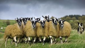Sheep with a border collie in England (© Wayne Hutchinson/Minden Pictures)(Bing United States)
