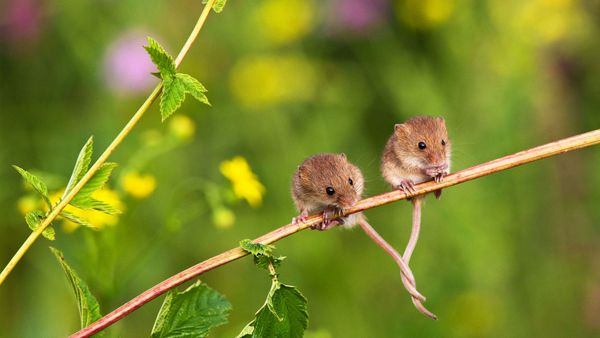 Souris des moissons installées sur une branche, queues entrelacées pour rester en équilibre, France
