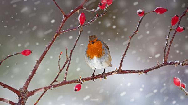 Robin perched on a rose hip branch in Norfolk, England