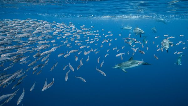 Atlantic spotted dolphins near Santa Maria Island, Azores, Portugal