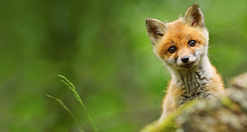 Baby red fox photographed near Trento, Italy