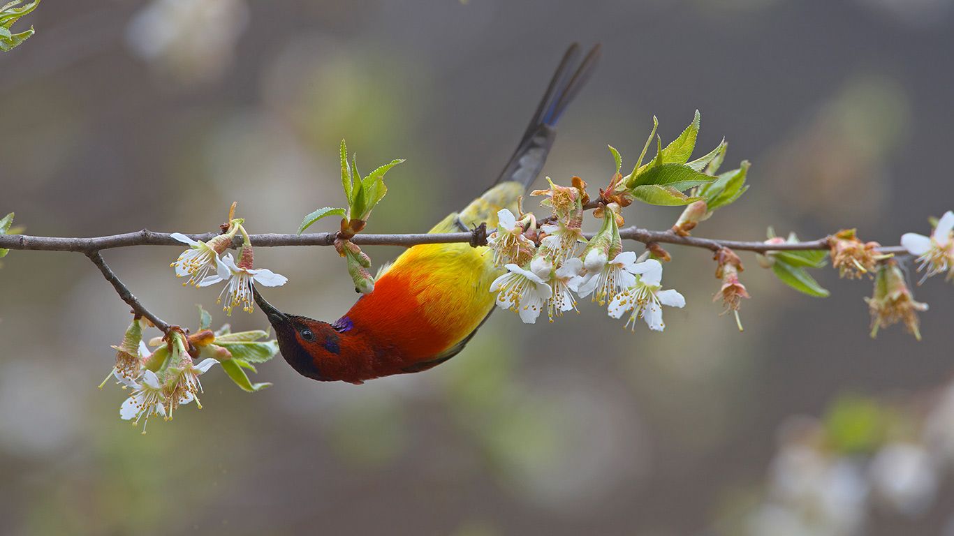 Mrs. Gould's sunbird male, Yunnan Province, China