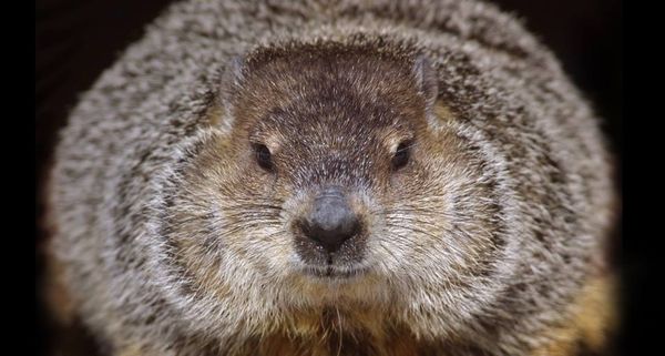 BigGroundhog
