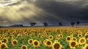 Sunflowers at Windy Station farm in Quirindi, New South Wales, Australia (© Anthony Ginman/Moment/Getty Images)(Bing Australia)