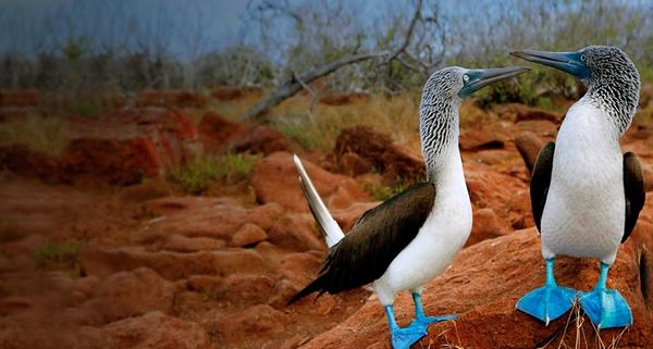 Pair of blue-footed boobies, Galapagos Islands, Ecuador