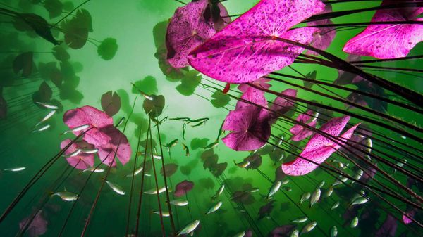 An underwater view of Aktun Ha cenote near Tulum, Quintana Roo, Mexico