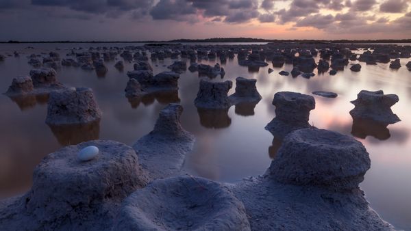 Uovo di fenicottero caraibico nel nido, Riserva della Biosfera Ría Lagartos, Yucatán, Messico