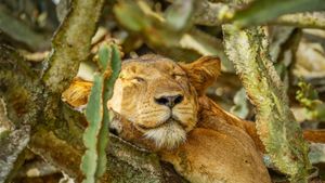 A lion sleeping in Ishasha Sector, Queen Elizabeth National Park, Uganda (© Gunter Nuyts/Getty Images)(Bing United Kingdom)