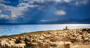新疆赛里木湖边的牛群和羊群 (© Feng Wei Photography/Flickr/Getty Images)(Bing China)