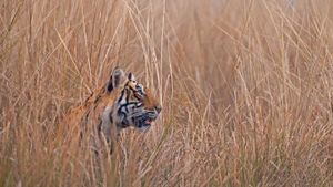 伦滕波尔国家公园中一只名叫‘Krishna'或者‘T19’的孟加拉虎，印度 (© Andy Rouse/Minden Pictures)(Bing China)