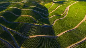 Vineyards in the Moselle Valley, Rhineland-Palatinate, Germany (© Jorg Greuel/Getty Images)(Bing United Kingdom)