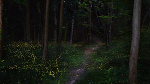 ホタルが光る森, 岡山県 (© JGalione/Getty Images)(Bing Japan)