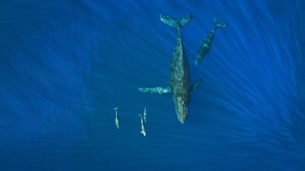 Humpback whales and dolphins, Hawaii, USA