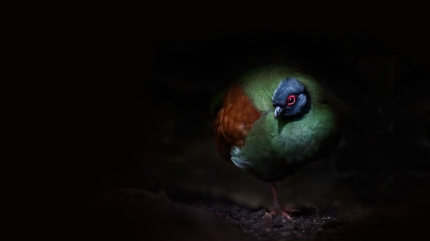 A crested wood partridge