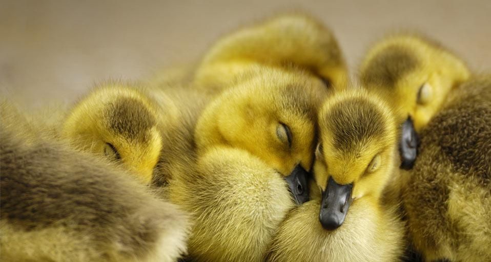 CanadaGoose