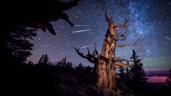 Perseid meteor shower and an ancient bristlecone pine, Great Basin National Park, Nevada, United States