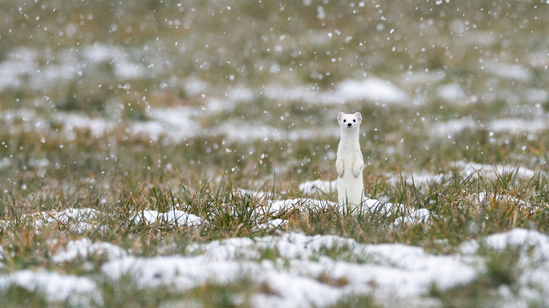 Stoat (Mustela erminea), Upper Bavaria, Germany