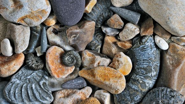 Fossili di belemniti e ammoniti, Jurassic Coast, Dorset, Regno Unito