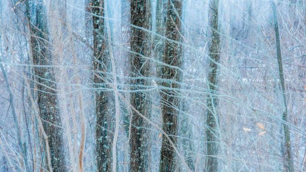 Oak (quercus sp) trees in winter, Nova Scotia