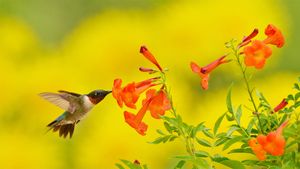 在食用黄钟花的红喉北蜂鸟，德克萨斯州丘陵地 (© Rolf Nussbaumer/Danita Delimont)(Bing China)