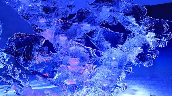 Ice sculpture of fish, illuminated at night in Confederation Park, Ottawa