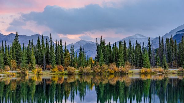Pine trees reflected in the Forgetmenot Pond in Kananaskis Country, Alberta