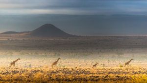 Maasai giraffes, Amboseli National Park, Kenya (© Art Wolfe/DanitaDelimont.com)(Bing Australia)