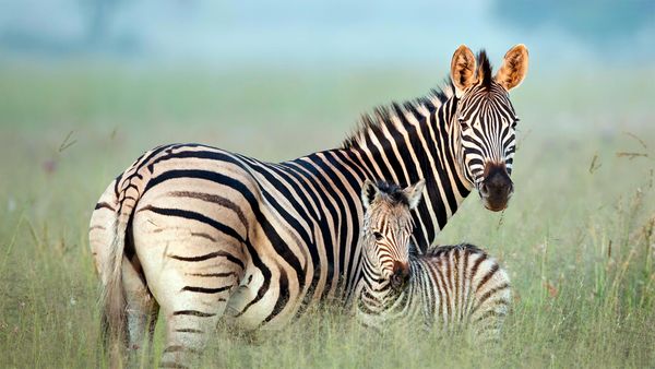 Burchell\'s zebra mother and foal in Rietvlei Nature Reserve, South Africa