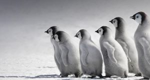 南极洲雪山岛上的帝企鹅幼仔 (© Keren Su/China Span/Alamy) &copy; (Bing China)