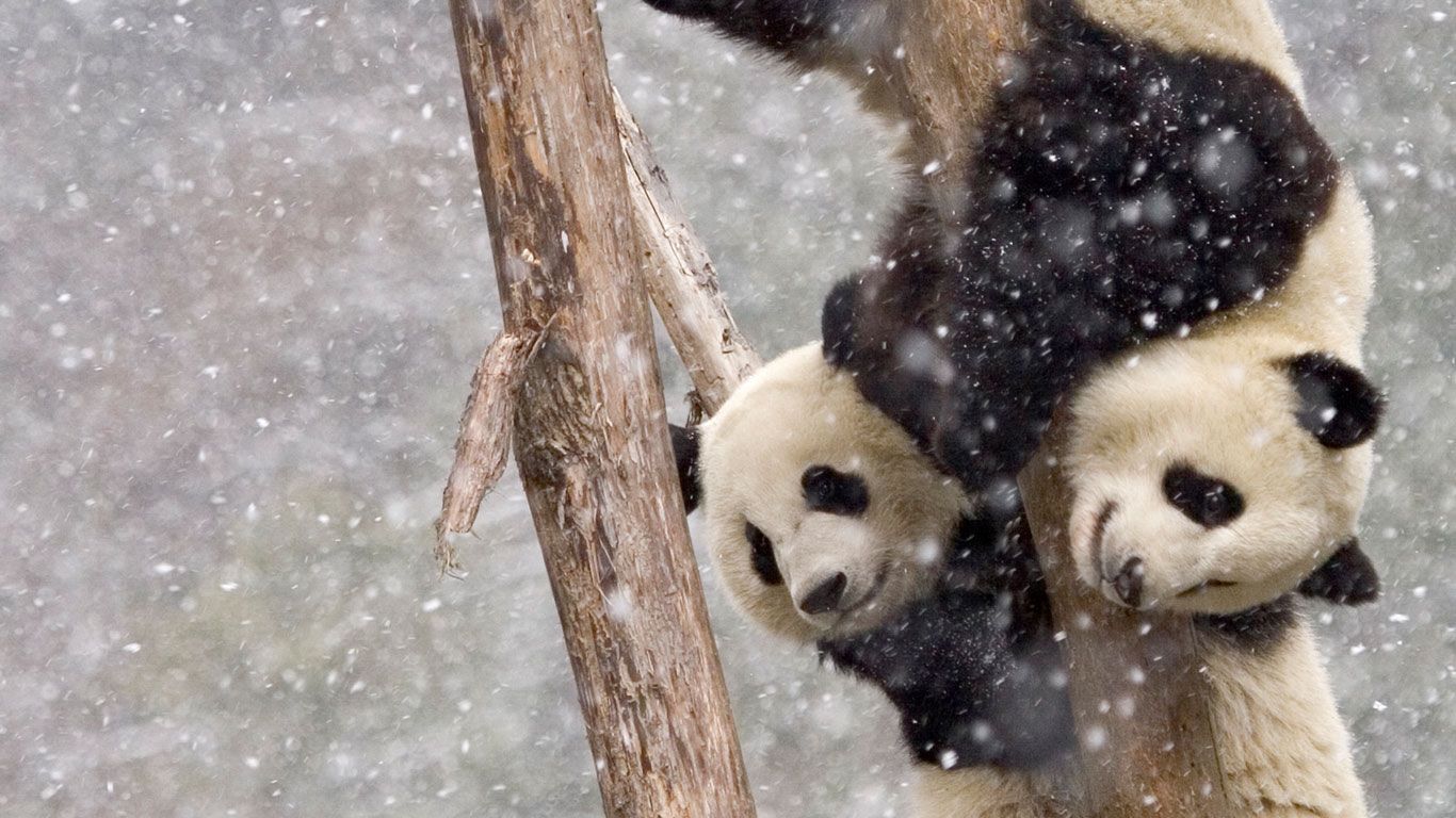 Giant pandas in Sichuan, China