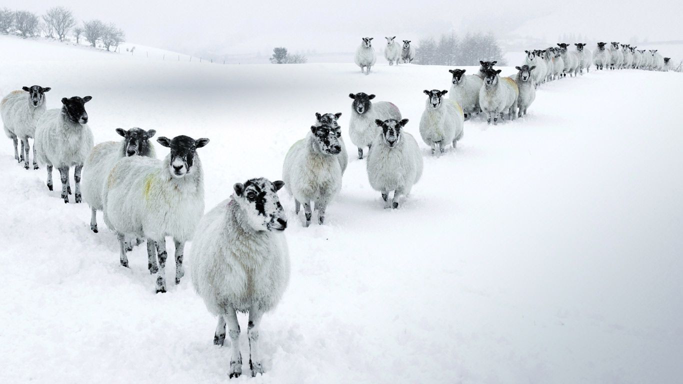 Winter Sheep in a V Formation in the Lake District
