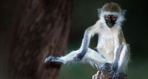 Vervet monkey in Kenya -- Panoramic Images/Getty Images &copy; (Bing United Kingdom)