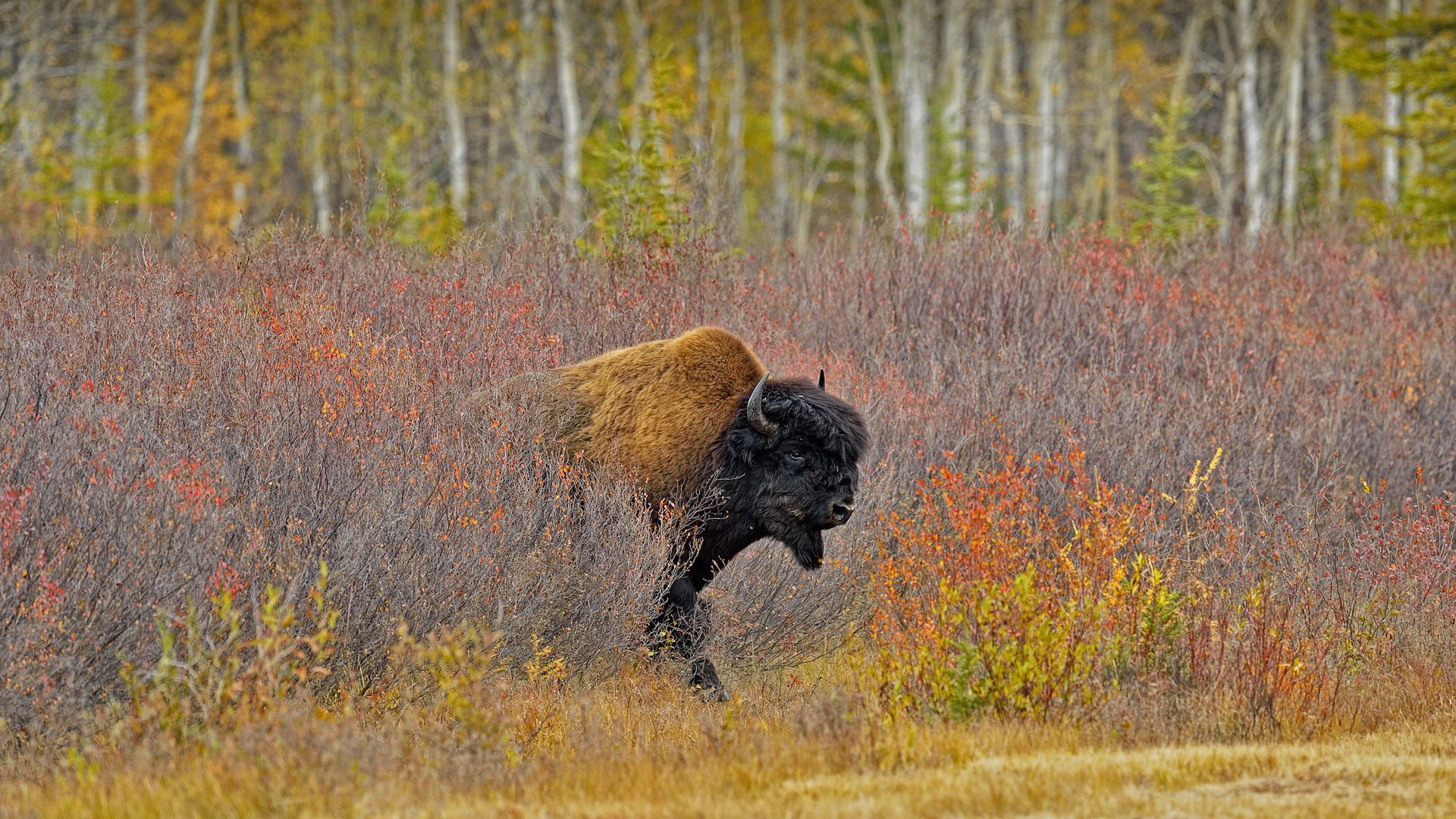 Wood bison, Northwest Territories, Canada