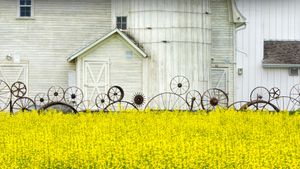 帕卢斯地区的老谷仓和油菜田，爱达荷州，美国 (© Terry Eggers/Getty Images)(Bing China)