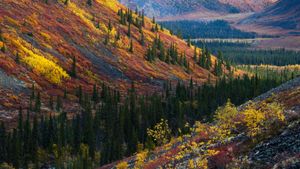 Autumn in the Ogilvie Mountains, Yukon,Canada (© Theo Allofs/Minden Pictures)(Bing Canada)