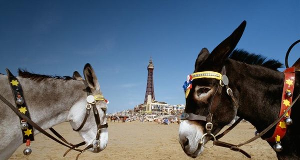 BlackpoolDonkeys