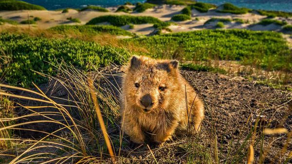 A common wombat at Point Lesueur on Maria Island in Tasmania, Australia