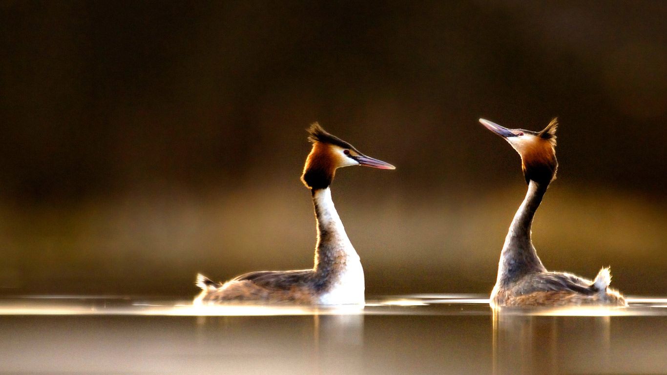 Pair of Great Crested Grebes (Podiceps cristatus) during their elaborate courtship dance