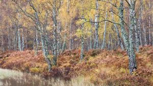 Silver birch (Betula pendula) woodland, Craigellachie National Nature Reserve, Scotland (© Nature Picture Library/Alamy Stock Photo)(Bing United Kingdom)