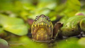 Red-eared slider turtle (© Ammit Jack/Alamy)(Bing Australia)