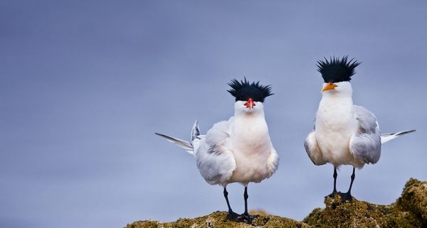 Elegant terns nesting on Isla Rasa in the middle of the Sea of Cortez, Mexico