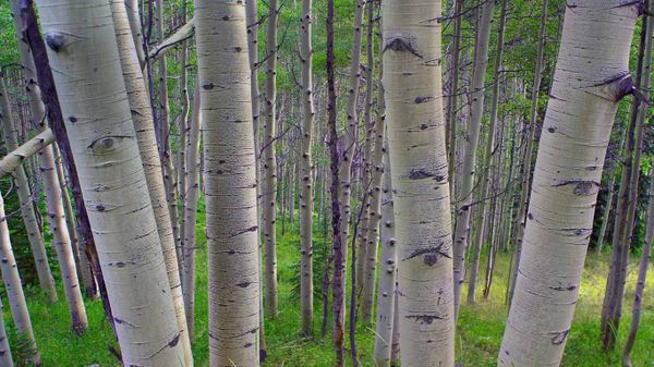 Quaking aspens in Gunnison National Forest, Colorado, USA