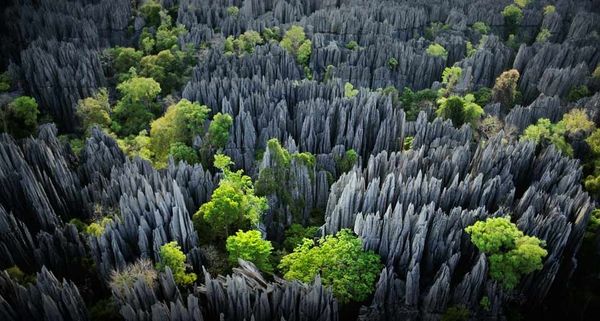 Karst limestone formations in Tsingy de Bemaraha Strict Nature Reserve, Madagascar