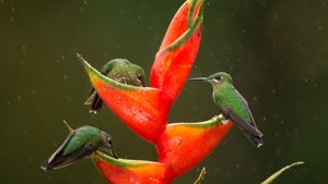 ミドリボウシテリハチドリ, コスタリカ (© Paul Hobson/Nature Picture Library)(Bing Japan)