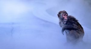 富饶海岛情：南湾猴岛上的猴子 -- 123/Panorama Stock RF/Photolibrary &copy; (Bing China)