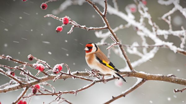 A European goldfinch perched among rosehips in snow