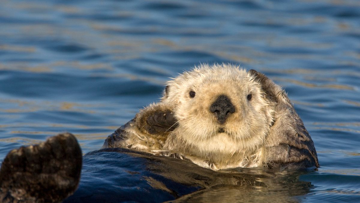 Sea otter grooming fur, Monterey Bay, California, United States