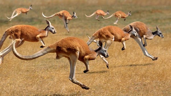 Red Kangaroos (macropus rufus) hopping in the Australian outback